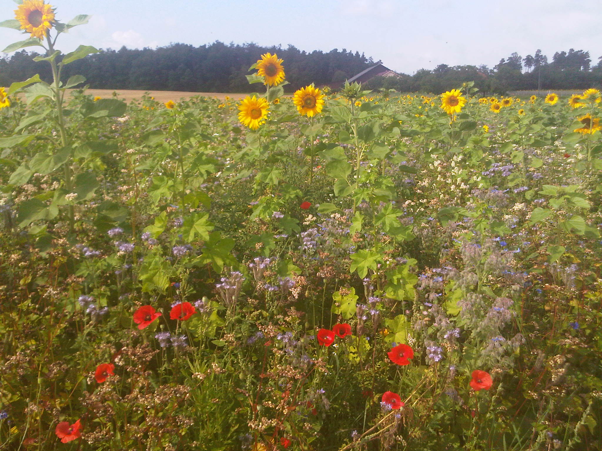aufgenommen in Italien 2009